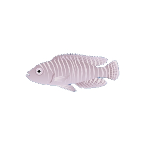 Color Change Stripe Cichlid